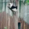LOriCedric - Kanfu Panda - Single